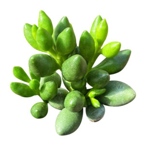 Adromischus Filicaulis ssp. Marlothii Crassula