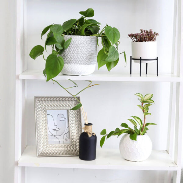 Philodendron Cordatum - Image 6