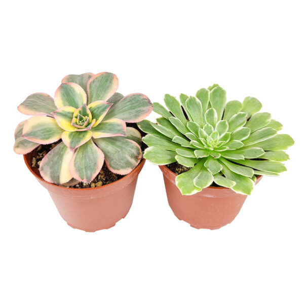 Aeonium Succulent Pack 4" - Image 4