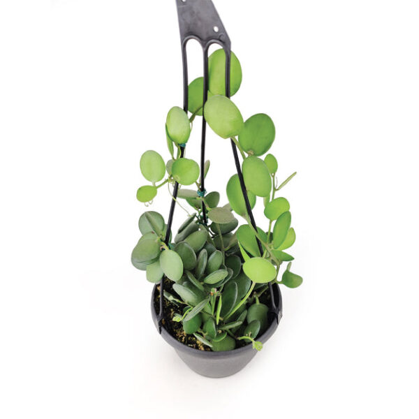 Xerosicyos danguyi (Silver Dollar Vine) - Image 7