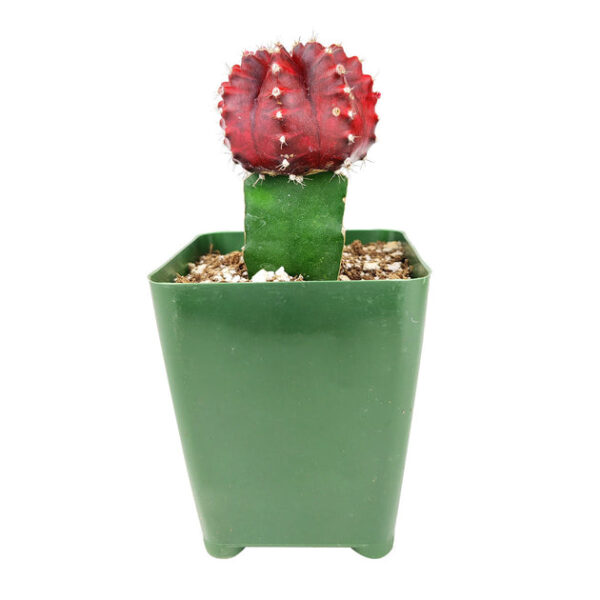 Gymnocalycium Mihanovichii Moon Cactus - Image 2