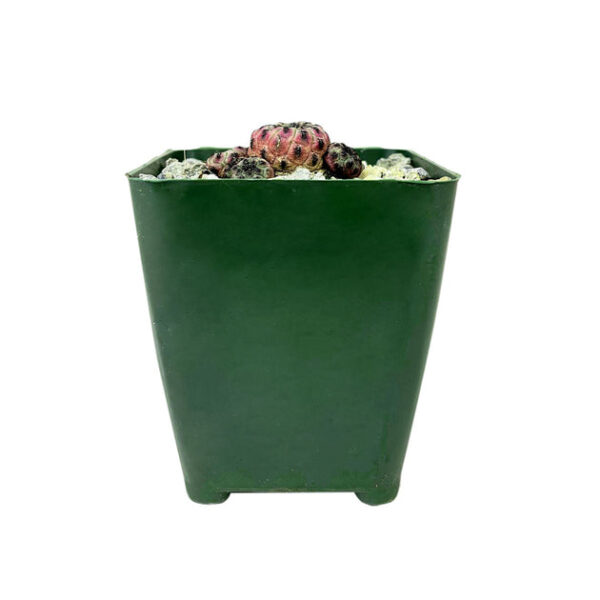 Sulcorebutia Rauschii Purple Cactus - Image 3
