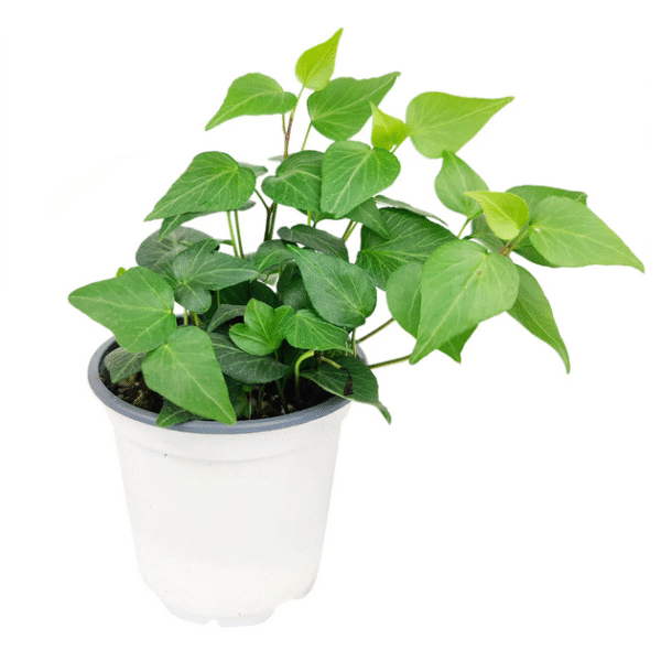 Green Ivy Plant - Image 2