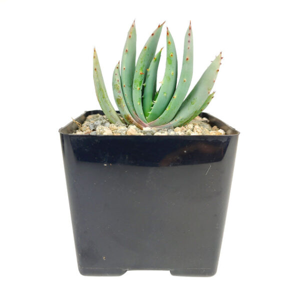 Aloe Peglerae - Image 3