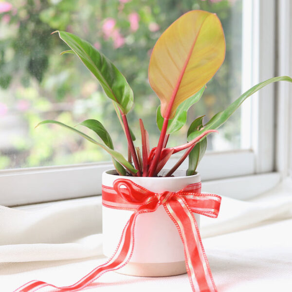 Philodendron Cherry Red