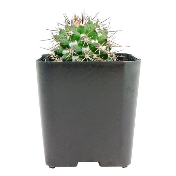 Mammillaria Tenango del Valle Cactus - Image 3