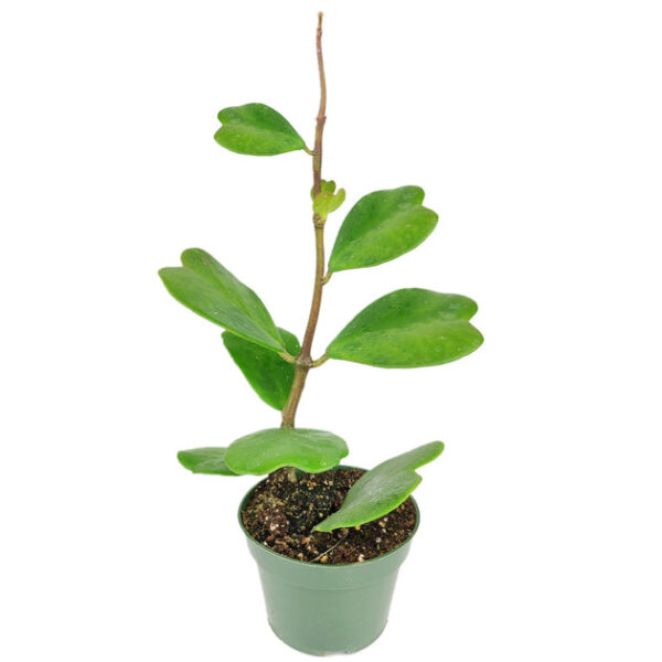 Trailing Hoya Kerrii Heart (At least 3+ leaves) - Image 4