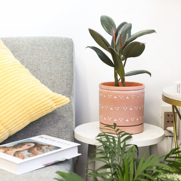 Burgundy Rubber Plant - Image 8