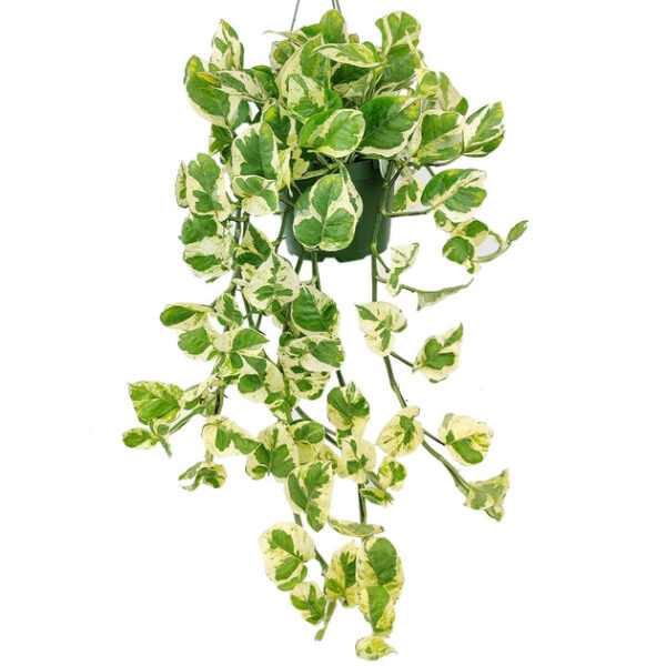 6 inch Pothos N'joy - Image 2