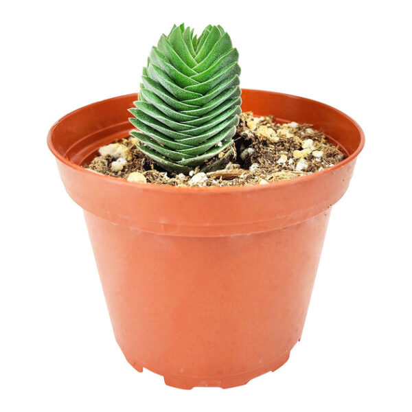 Crassula pyramidalis 'Buddha's Temple' - Image 3