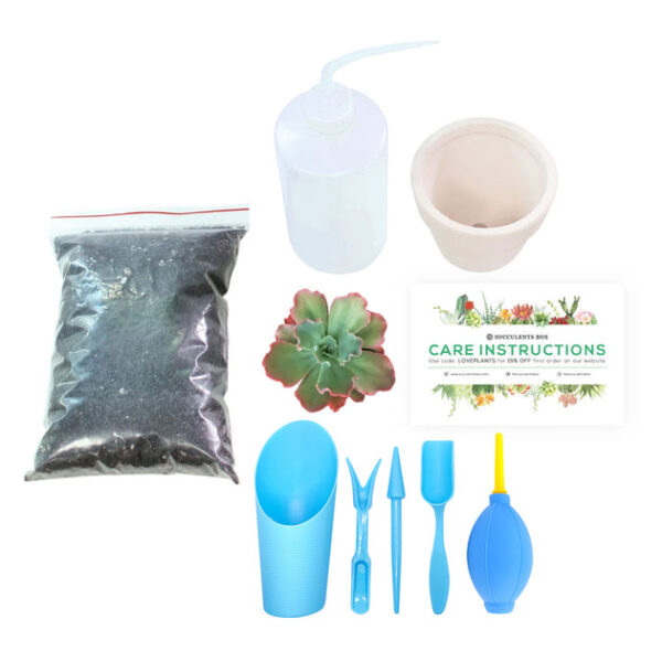 Beginner Kit (tools + 4" plant) - Image 3