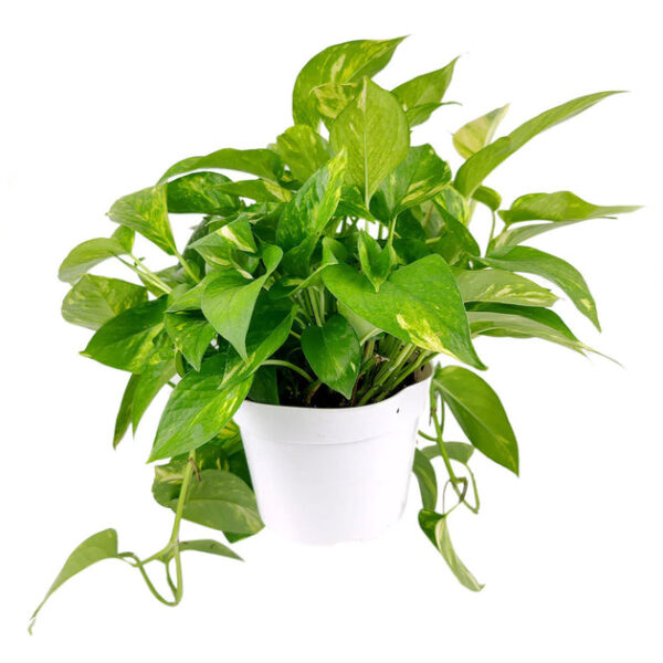 Golden Pothos - Image 2