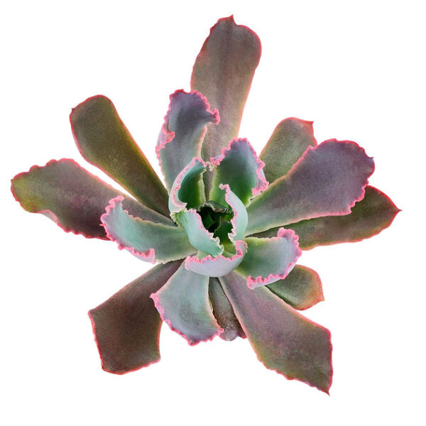 Echeveria Neon Breaker - Image 3