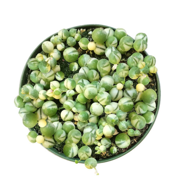 Variegated String Of Pearls - Image 2