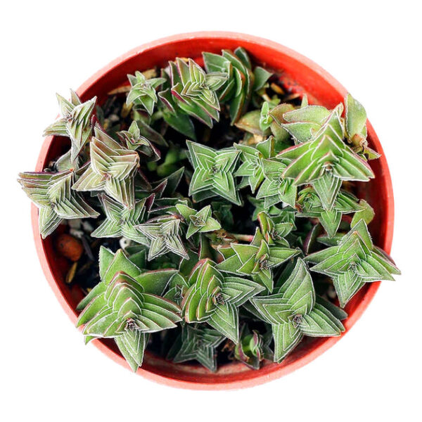 Crassula Pagoda Village - Image 7