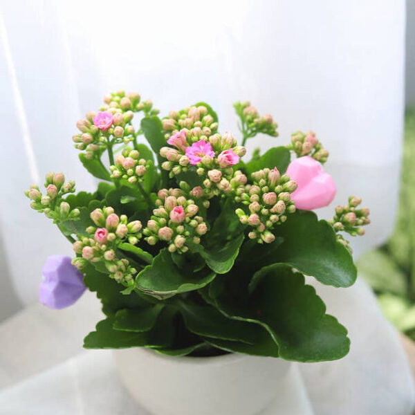 Kalanchoe blossfeldiana 'Calandiva Pink' - Image 8