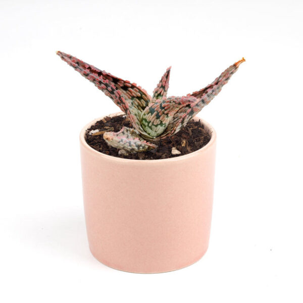 Pink Blush Aloe Succulent - Image 5