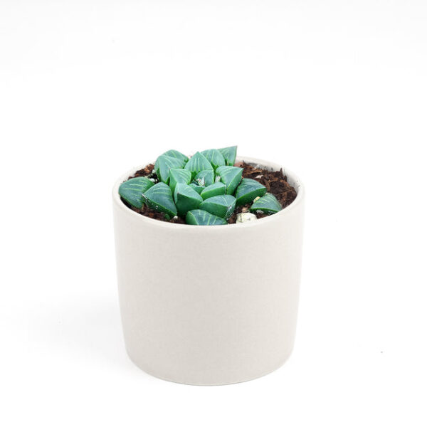 Haworthia Retusa - Image 9