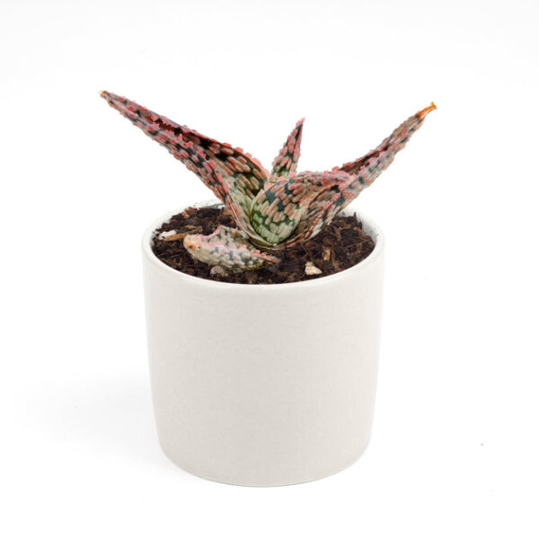 Pink Blush Aloe Succulent - Image 3