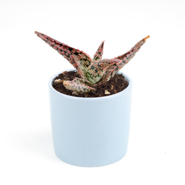 Pink Blush Aloe Succulent - Image 4