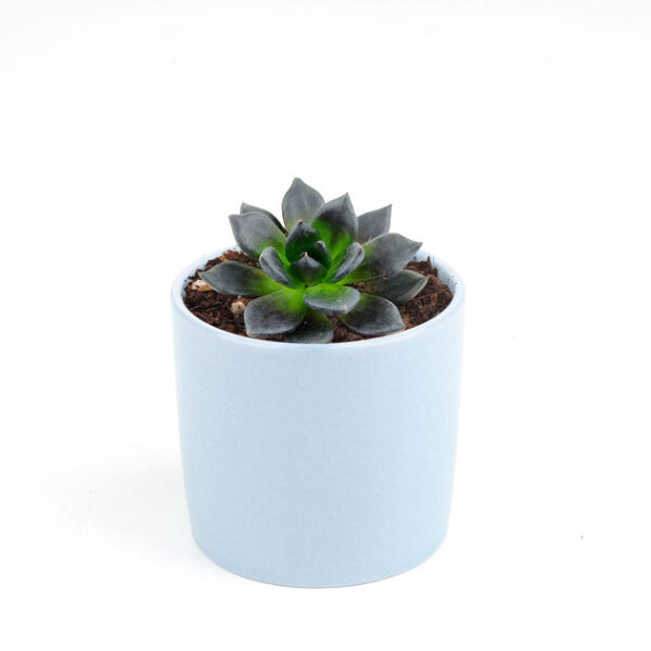 Echeveria Black Prince - Image 9