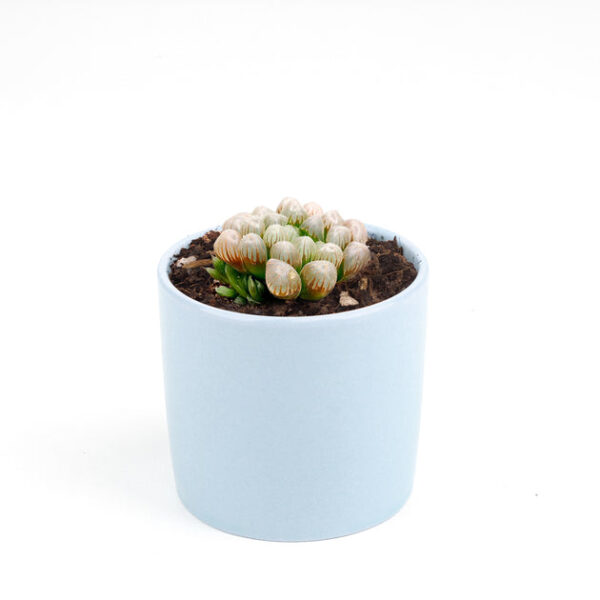 Haworthia Cooperi Var. Obtusa - Image 9