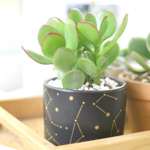 Crassula Ovata Obliqua Jade Plant
