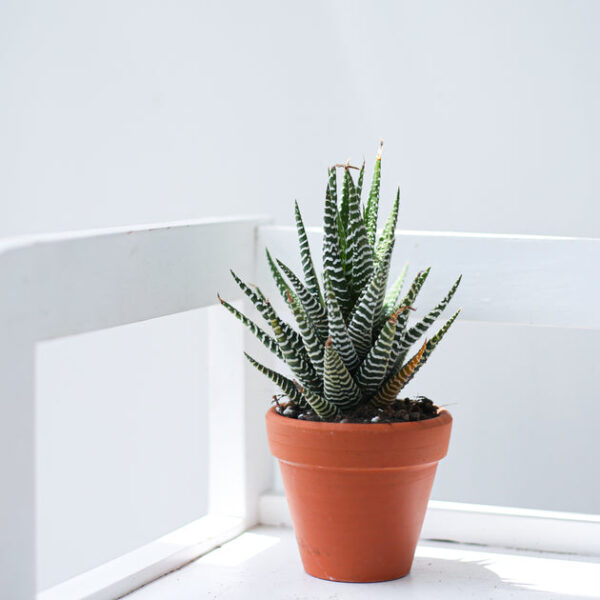 2.5'' Terracotta Pot - Image 6