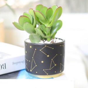 Celestial Pot