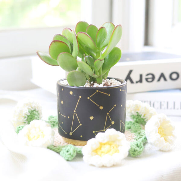 Crassula Ovata Obliqua Jade Plant - Image 2