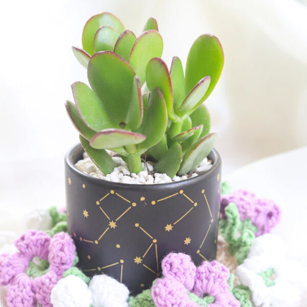 Crassula Ovata Obliqua Jade Plant - Image 3
