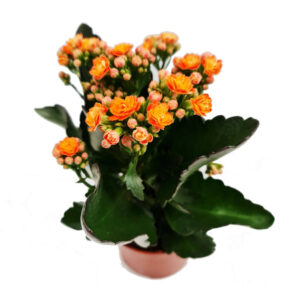 Kalanchoe blossfeldiana 'Calandiva Orange'