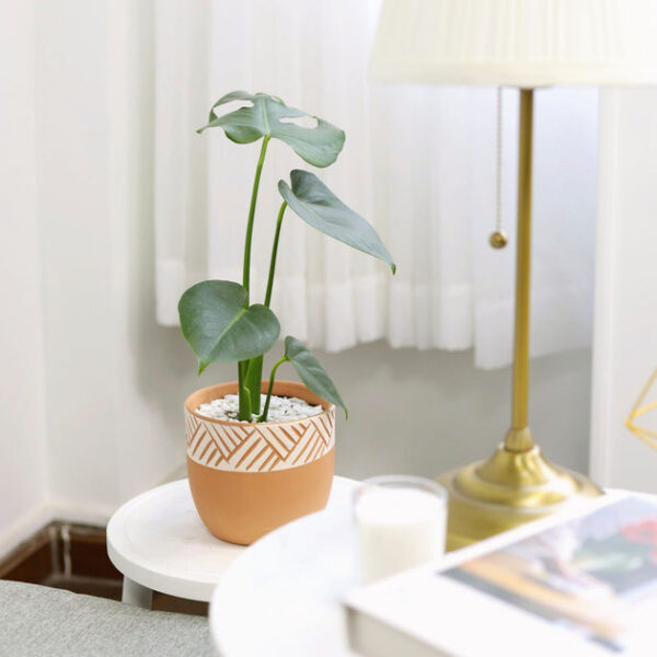 Monstera Deliciosa - Image 6