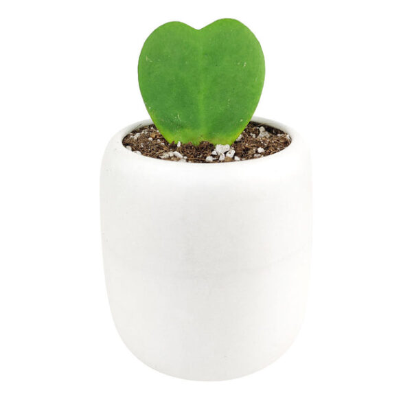 Hoya Kerrii Heart - Image 7