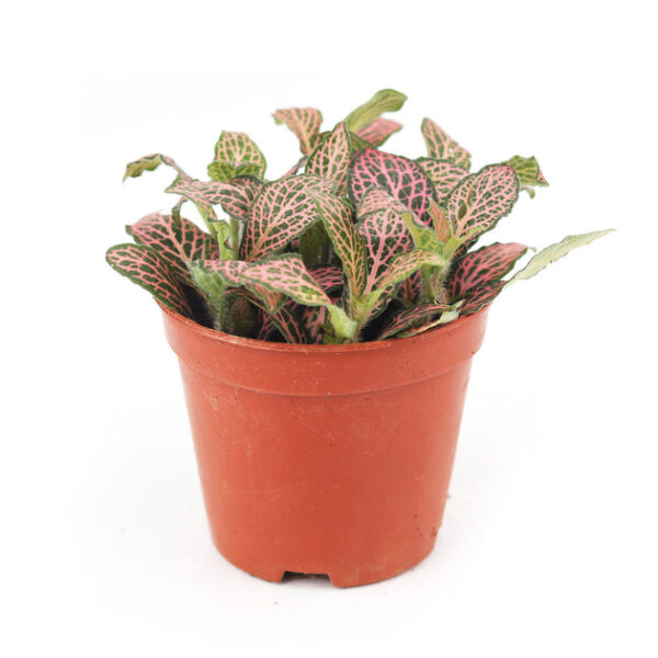 Pink Nerve Plant Fittonia - Image 4