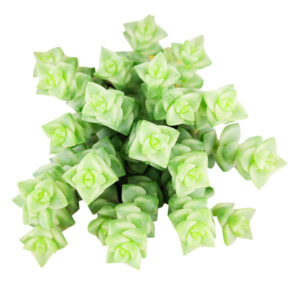 Crassula Pastel 'Variegated Tom Thumb'