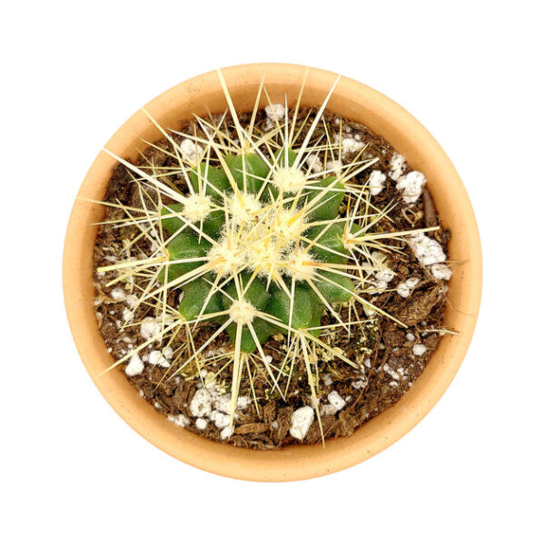 Golden Barrel Cactus - Image 8
