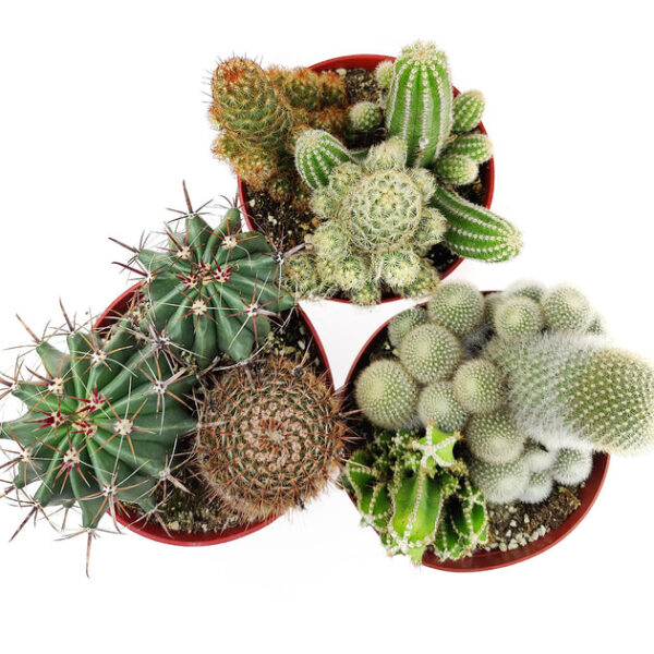 Cactus Garden Arrangement - Image 6