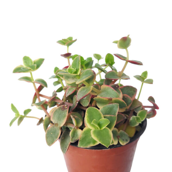 Calico Kitten Crassula - Image 5