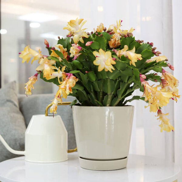 Random Color Christmas Cactus Thanksgiving Cactus - Image 7