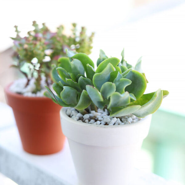 Ruffle Jade Crassula - Image 2
