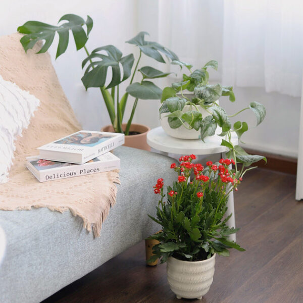 Kalanchoe blossfeldiana 'Calandiva Red' - Image 8