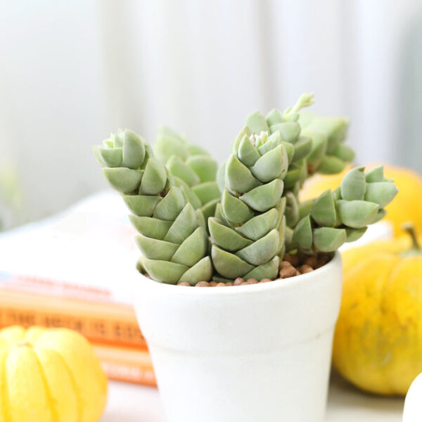 Crassula Moonglow Succulent - Image 2