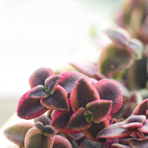 Calico Kitten Crassula - Image 2
