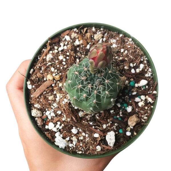Dwarf Chin Cactus Gymnocalycium - Image 7