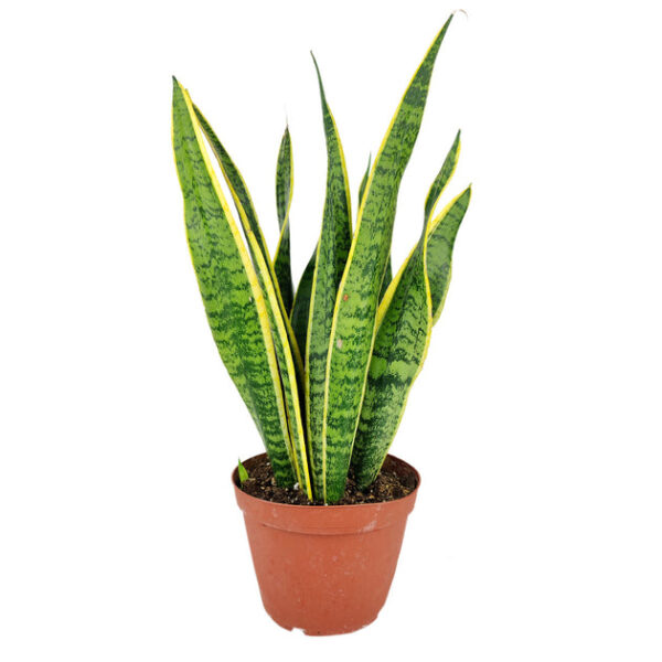 Snake Plant Sansevieria Laurentii - Image 4