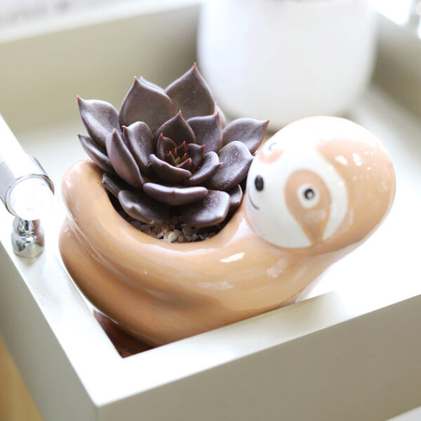 Echeveria Black Prince - Image 3