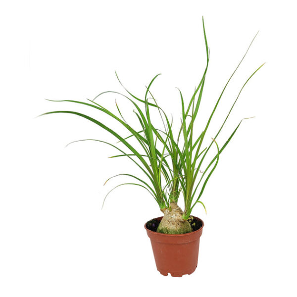 Ponytail Palm - Image 4