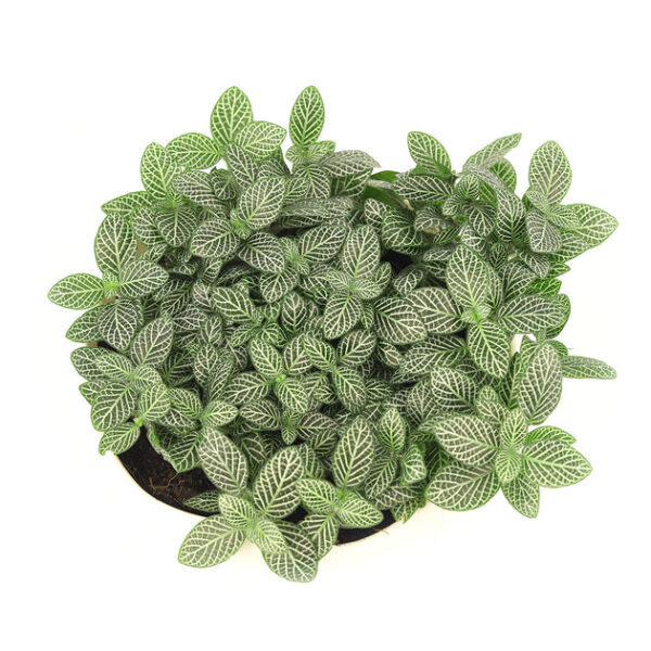 White Nerve Plant Fittonia - Image 6