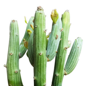 Senecio anteuphorbium Swizzle Sticks